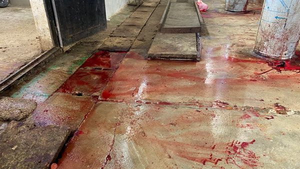 دماء الذبح في الليطاني… فضيحة بيئية موثّقة