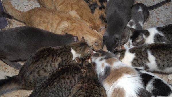 أربعون قطة بأمان وسط النزوح  