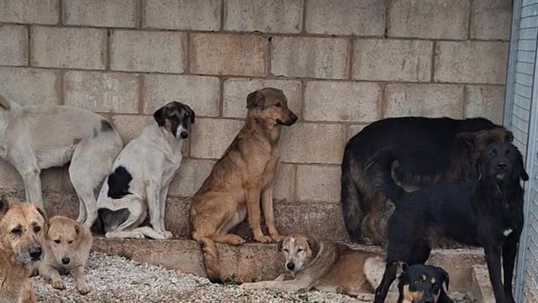 جريمة إنسانية… إبادة للكلاب في طرابلس 