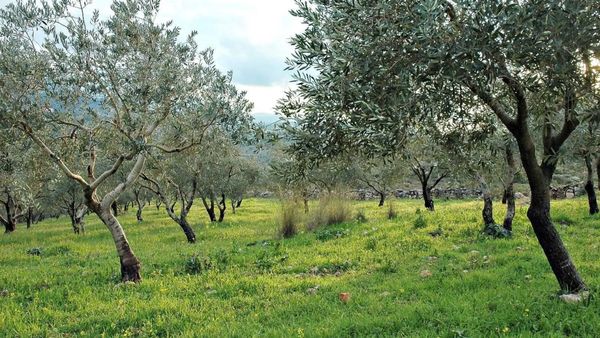 في الجنوب... موسم قطاف الزيتون تحدّدت مدته!