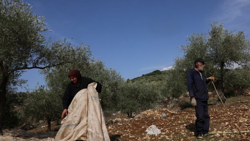 خطة تعافي زراعية  