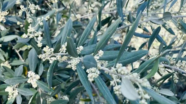 موسم الزيتون الأسوأ في الجنوب!