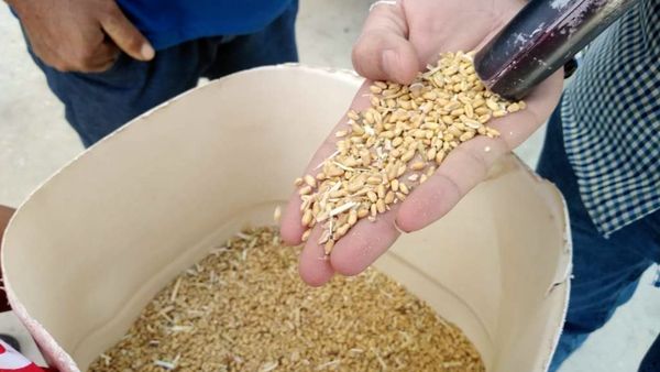 القمح الفاسد على المائدة.. والفساد يواصل العجن!