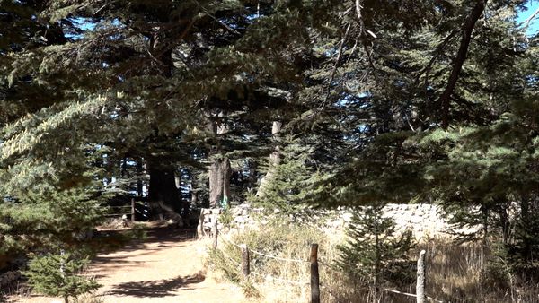 أرز الرب جريح.. والسكين من بيت الحارس