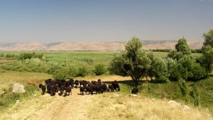 الحمّى القلاعية.. فيروس جديد الى لبنان؟  