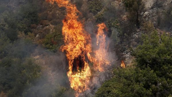 كارثة بيئية.. ذهب لبنان الأخضر بخطر