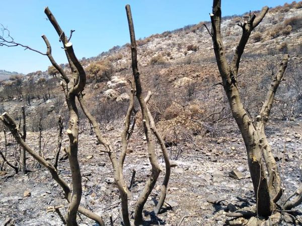 مشهد مأساوي للطبيعة اللبنانية: استثمار وأرباح سريعة... وتحذيرات من كارثة كبيرة
