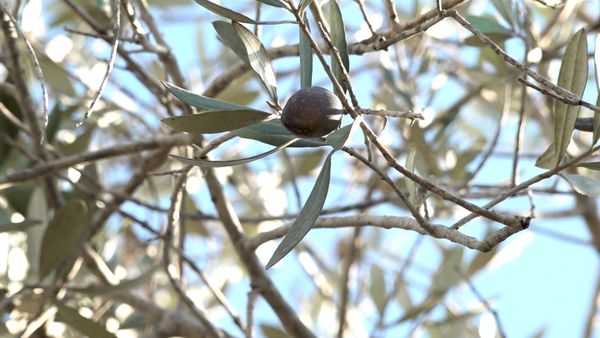 الزيتون الجنوبي ليس بخير.. المزارعون يرفعون الصوت!